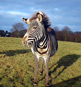 Zebra at Woburn Safari Park January 2009